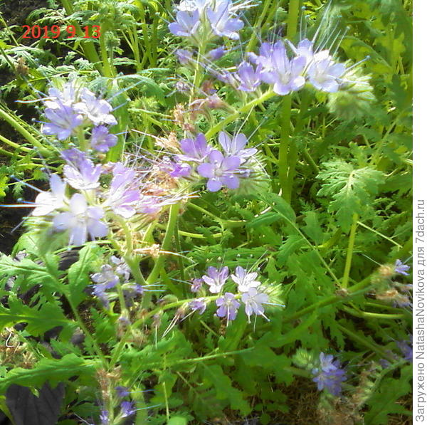 сама нежность))