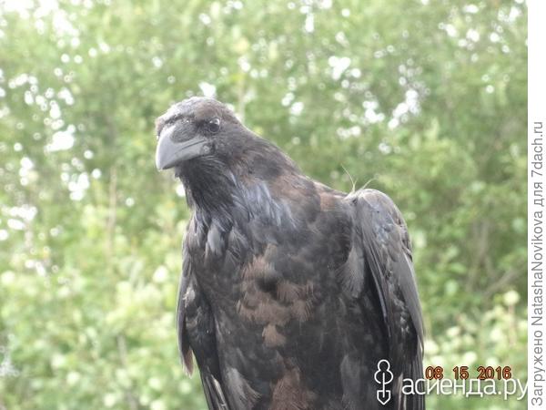 уууу, сурьёзный товарищ