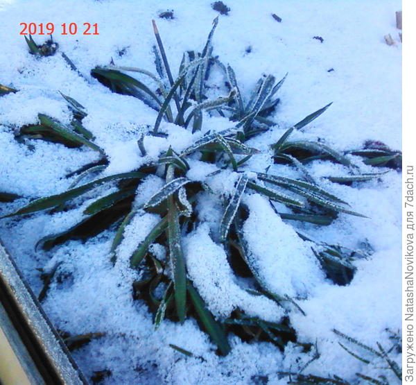 более широколистная