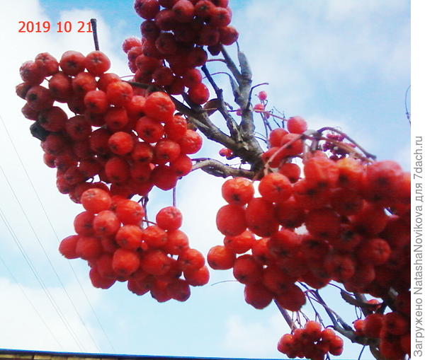 ...и только гроздья рябины...