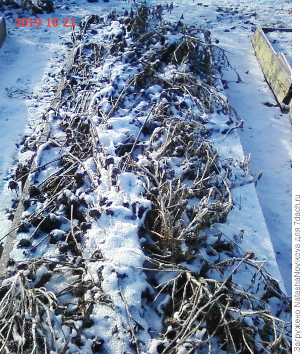 грядочка для весеннего посева моркови готова с осени