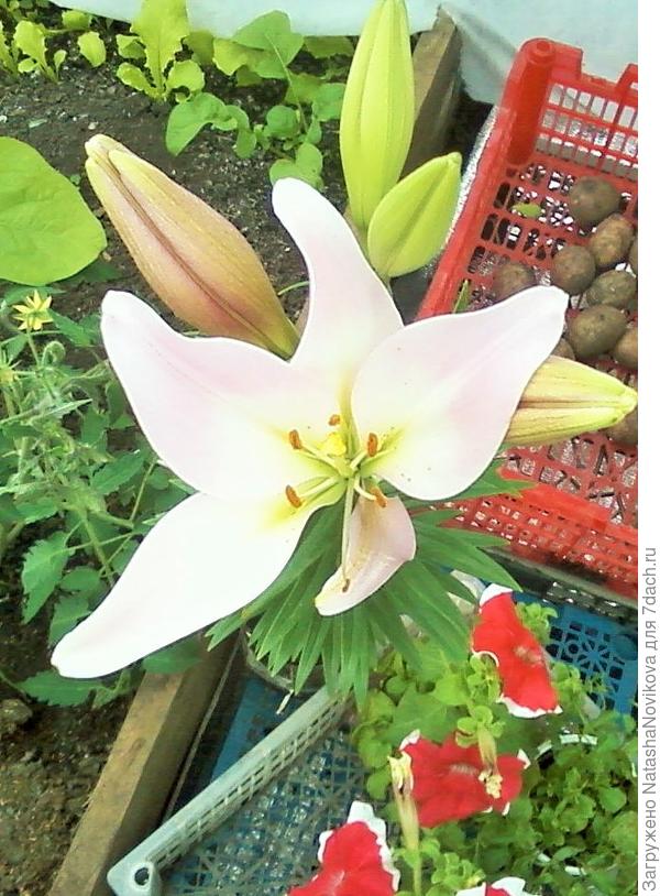 отдельно посылку не догадалась сфоткать, в ящичке лежат картошечки