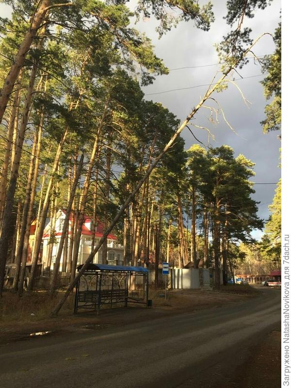 и это дерево