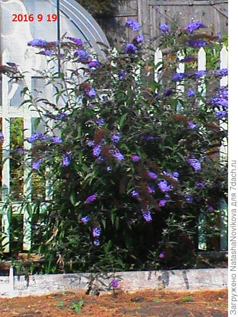 сорри за качество фото