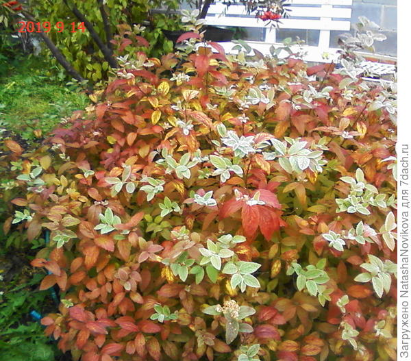 только от холода желтели