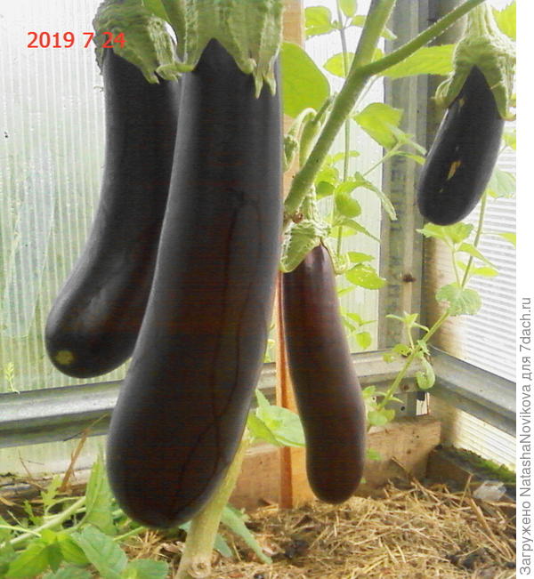 из семян от них же