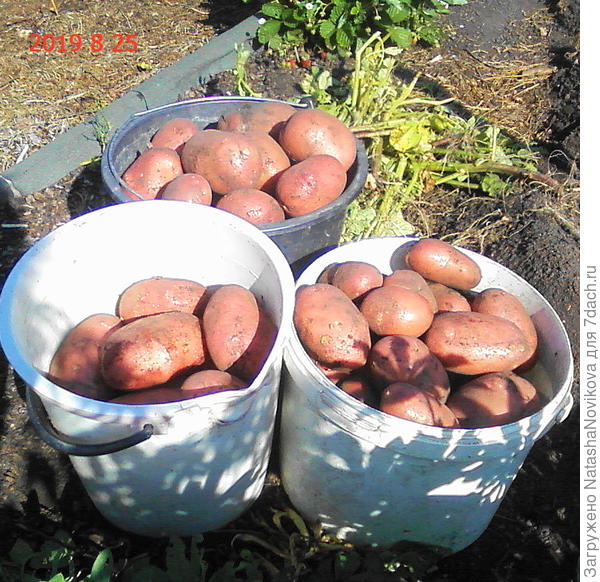 и урожай от клубеньков от Садов России