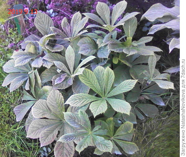 прекрасно приживается после весеннего деления.