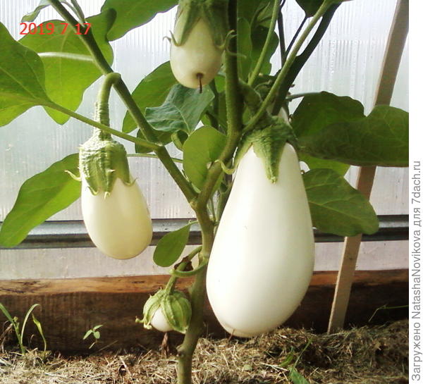 бибо - самый ранний