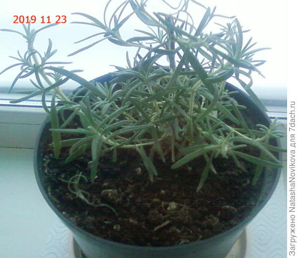 центральный побег прищипывала