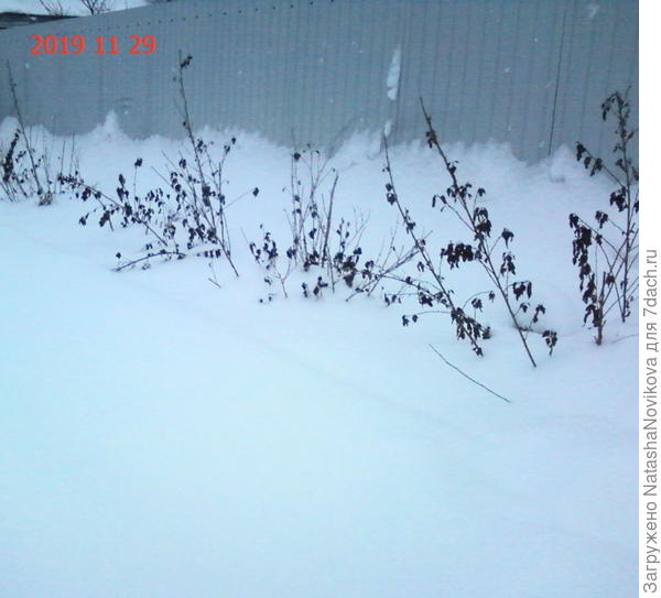 вот хочу его выращивать как бересклет