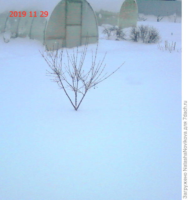 а бересклету делала штамбик высотой 60 см, всё под снегом