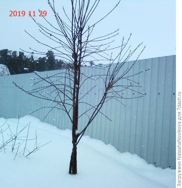 виргинская черёмуха, один стволик расплёлся