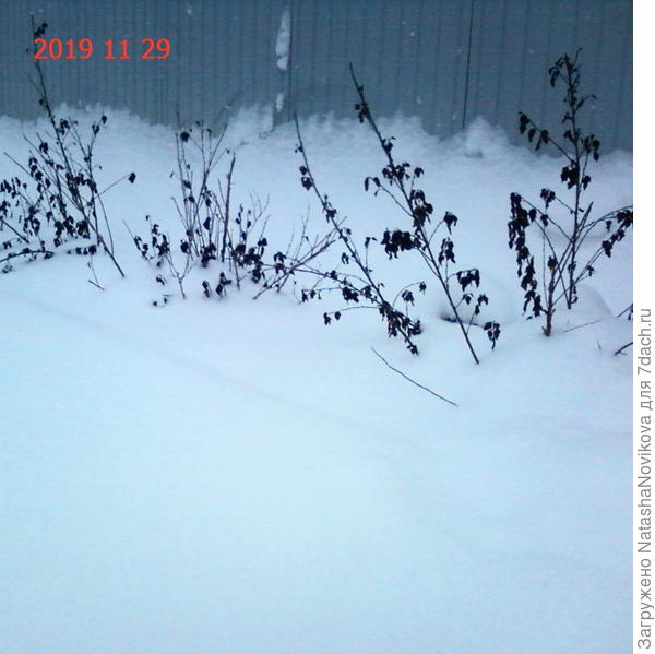 пузыреплодник весь развалило снегом