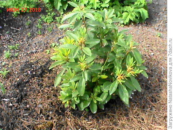 почек много, но не цветут((