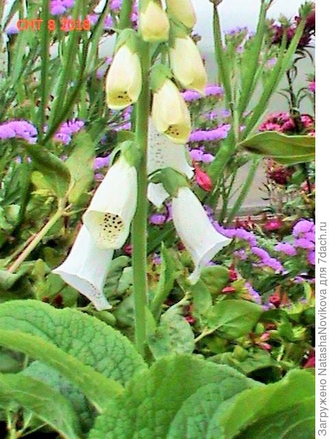 на заднем плане статица или кермек