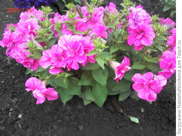 а в эти я влюбилась, нашла всё таки свой сорт/гибрид