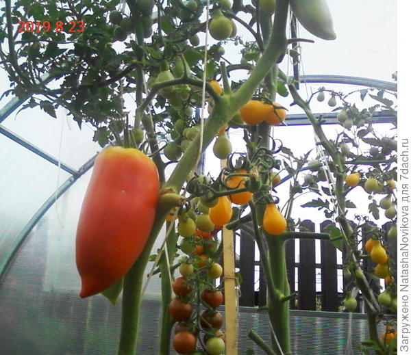 23 августа, краснеют и тут же под крышей новые завязываются