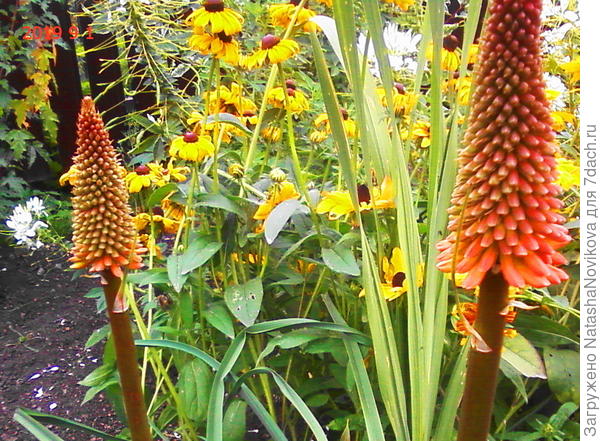 обожаю цветы свечки