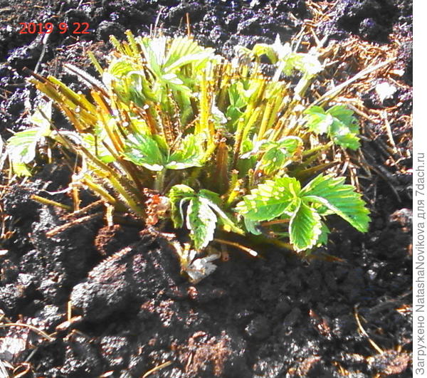 через 10 дней земляничка начинает выпускать новые листочки