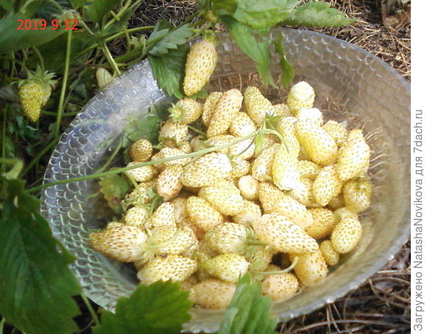 последний в сезоне урожай