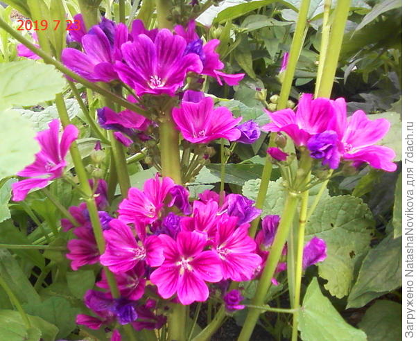 а это вроде мальва египетская)) по всему огороду расплодилась, поздно выходит из зимы, но цветёт до снега