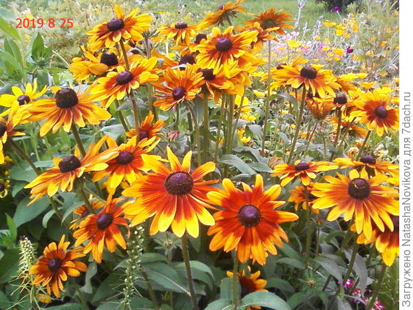 солнечная рудбекия
