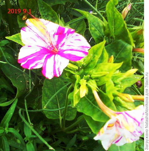 похожи на ромашку))