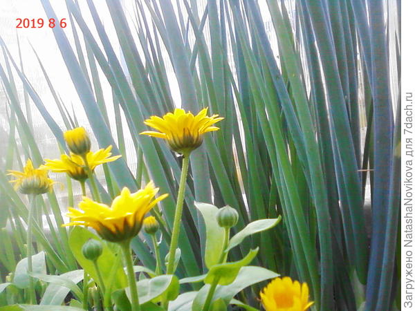 календула, похожа на ромашку