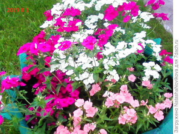 а флоксы после стрижки почему ложатся