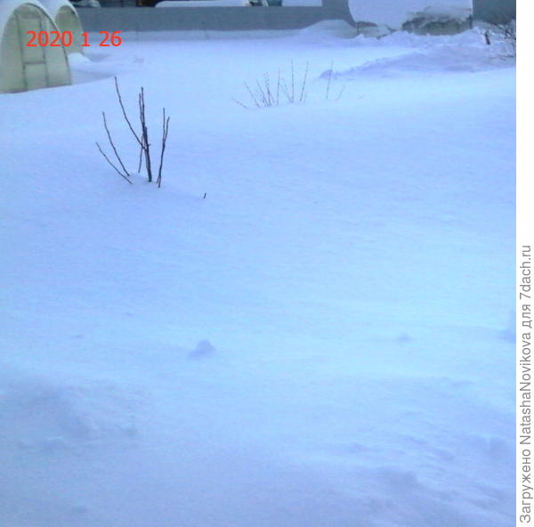 только бересклет и ранетка из под снега виднеются, между теплицами - жимолость, даже намёка на кустики не видно