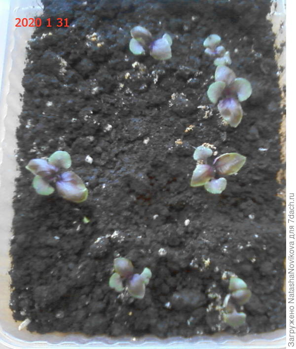 базилик ереванский