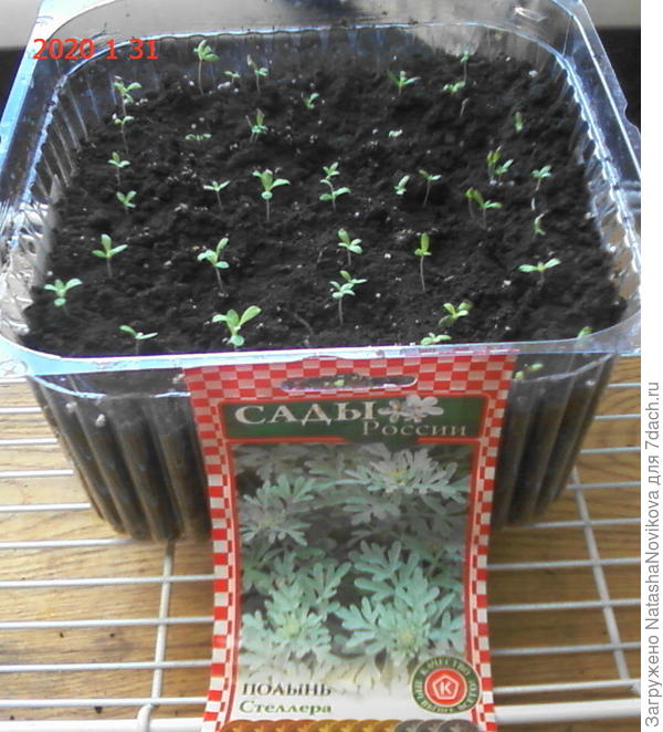 полынь стеллера