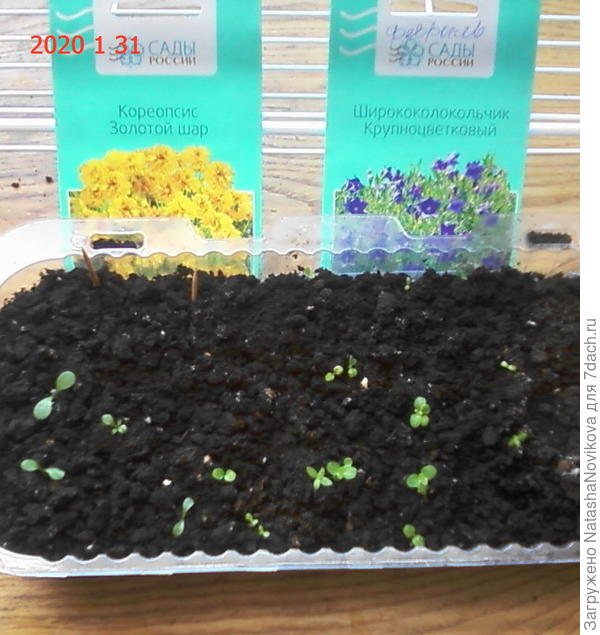 сеянцы многолетников