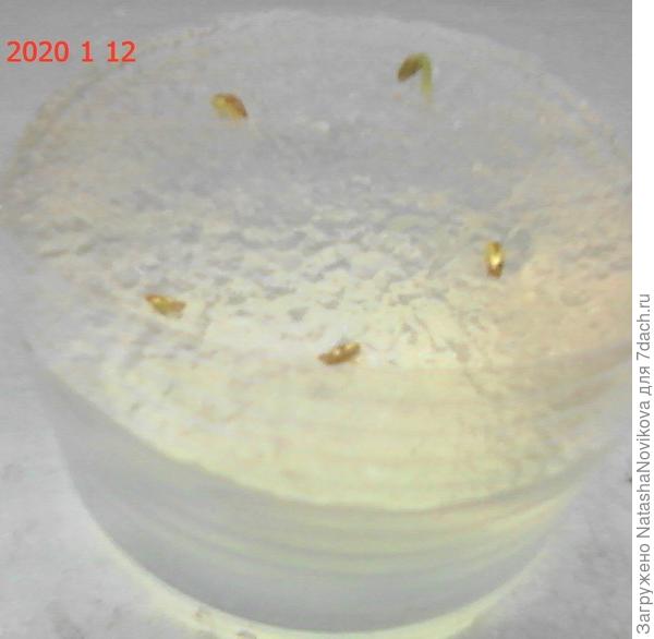 гераньку впервые проращивала в гидрогеле.