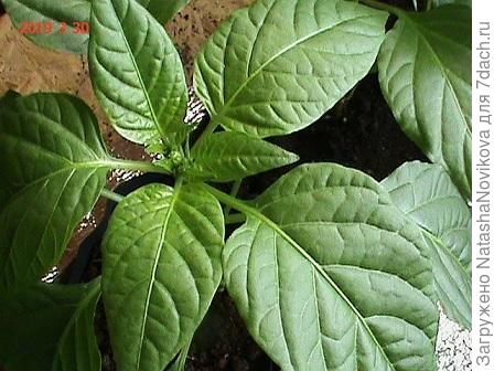 набрал цвет сладкий перец