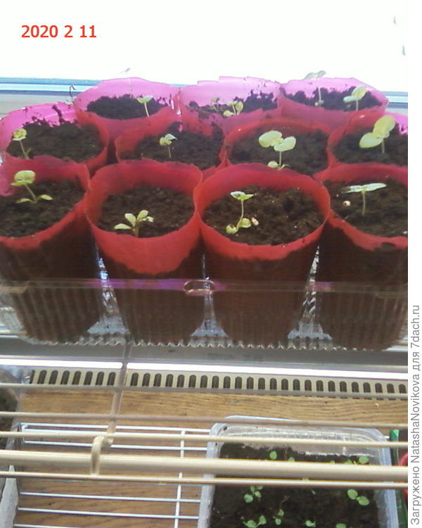 колокольчики после пикировки