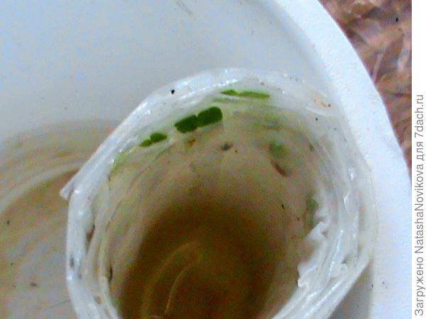 хризатема корейская, &quot;посеяна&quot; 2 февраля, скоро пикировать