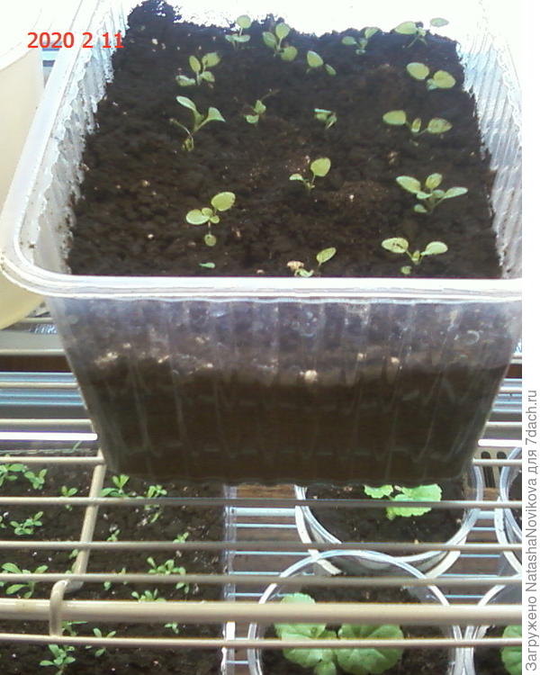 веронику распикировала