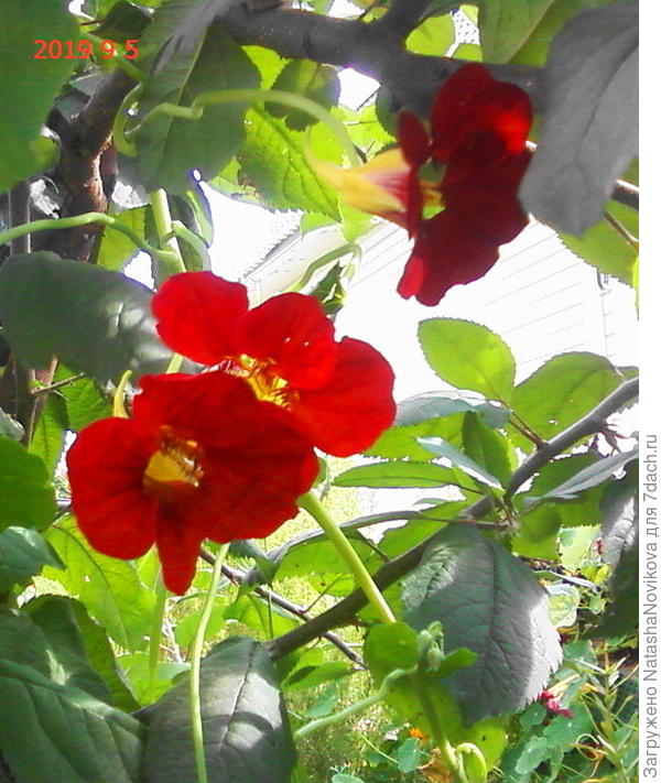 по деревцу вскорабкалась :))