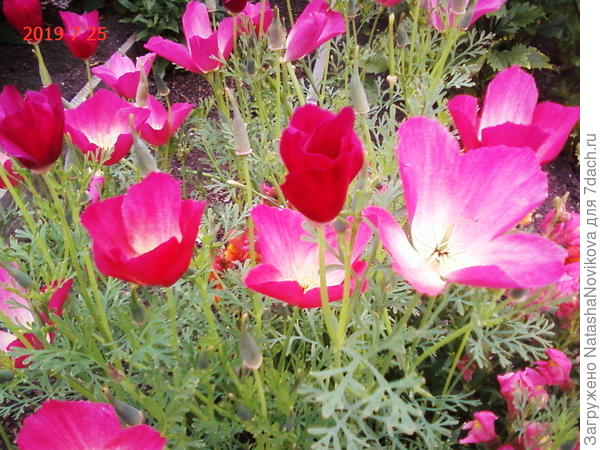 а эта то же новенькая))