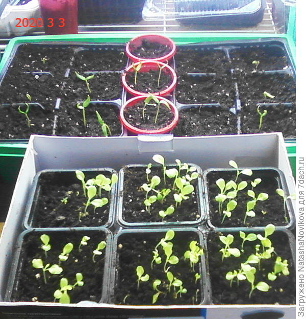 всё сею только сухими семенами