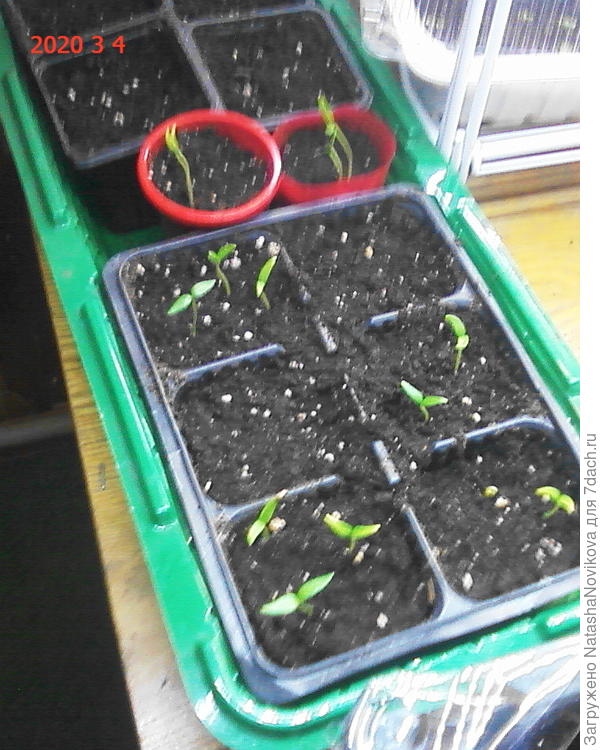 сегодняшние всходы