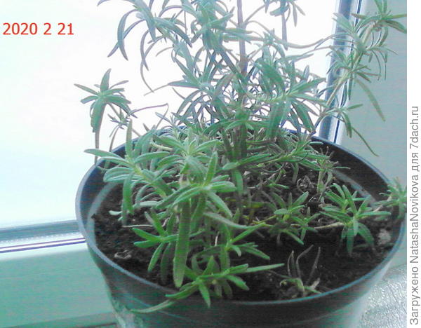 аромат просто обалденный