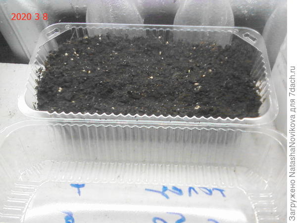 баклажаны клюнулись