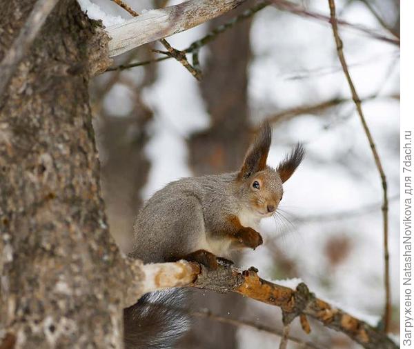 хитренькая