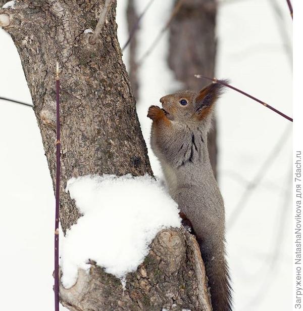 гимнасточка))