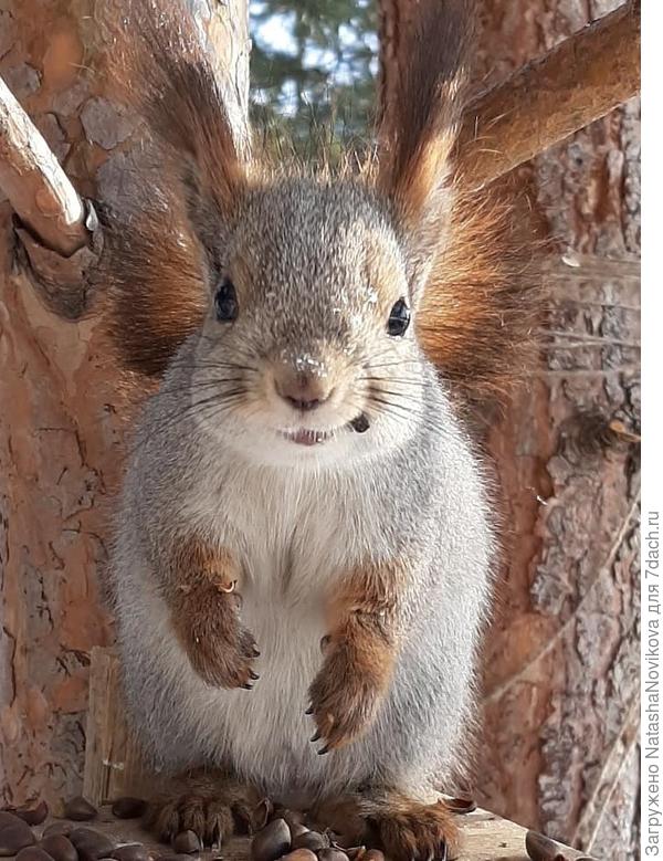 толстушка))