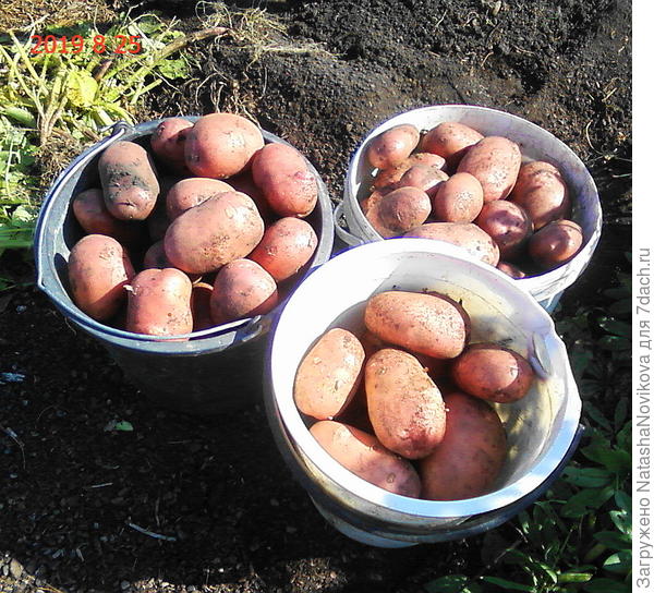 из шестнадцати штучек такой урожай