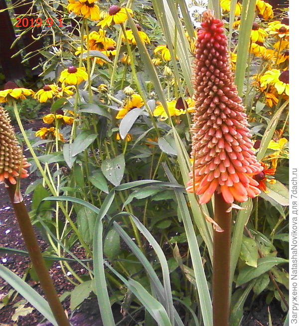 весёленькие шишечки)))